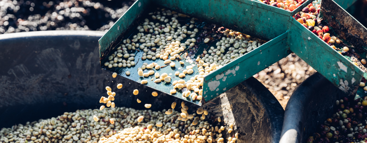 How Processing Methods Affect the Flavour of Coffee