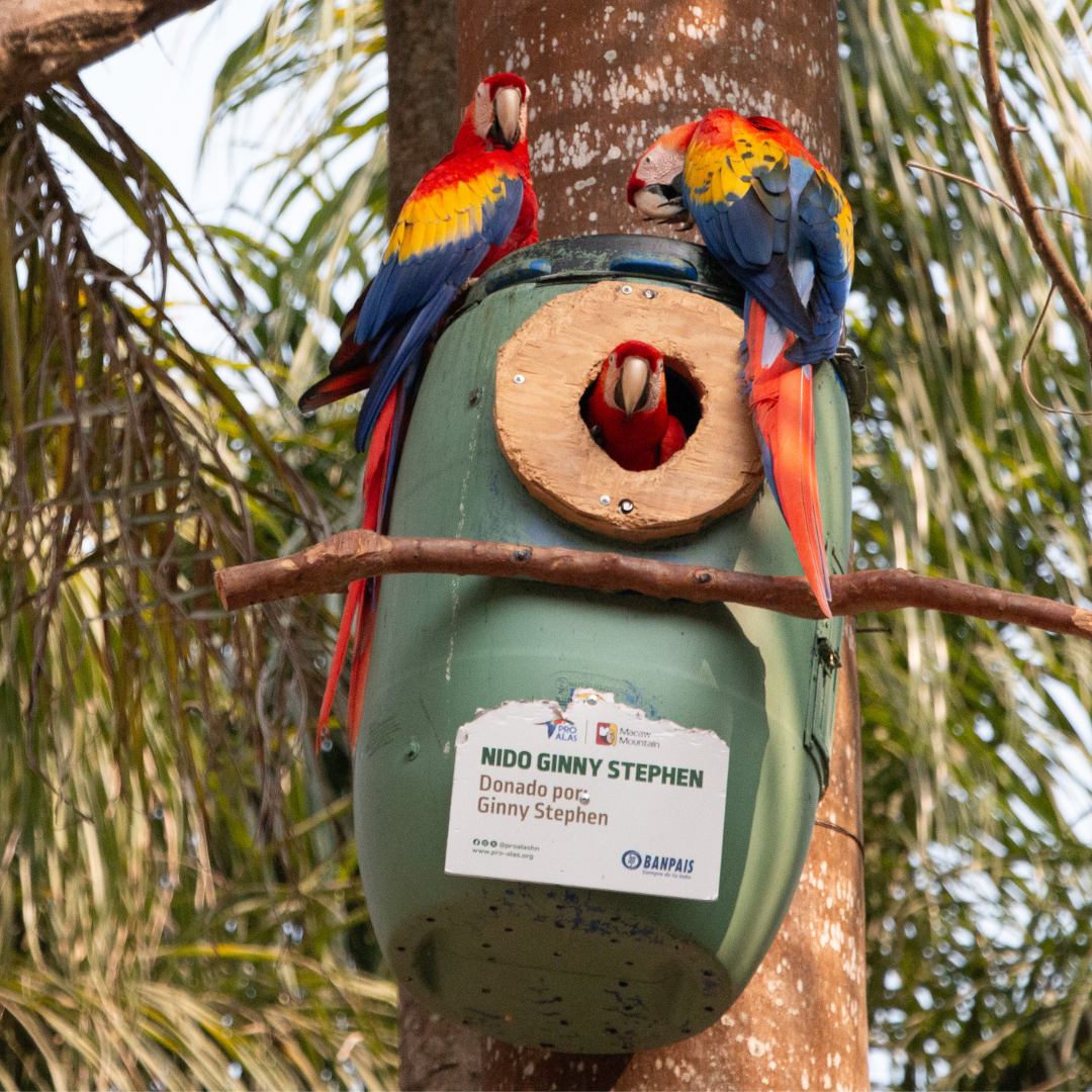 Conservation and Coffee: How The Aviary Gives Back to Wildlife
