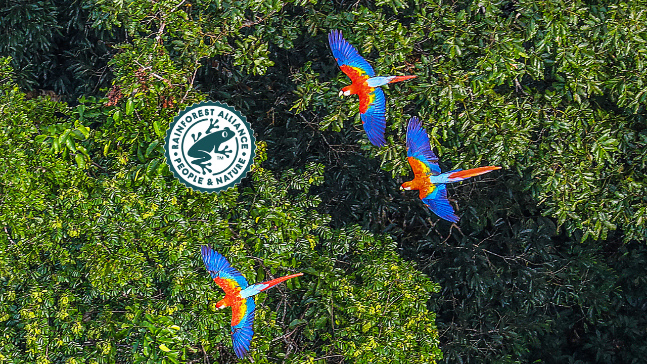 4 Best Rainforest Alliance Certified Coffee Brands to Try in 2026