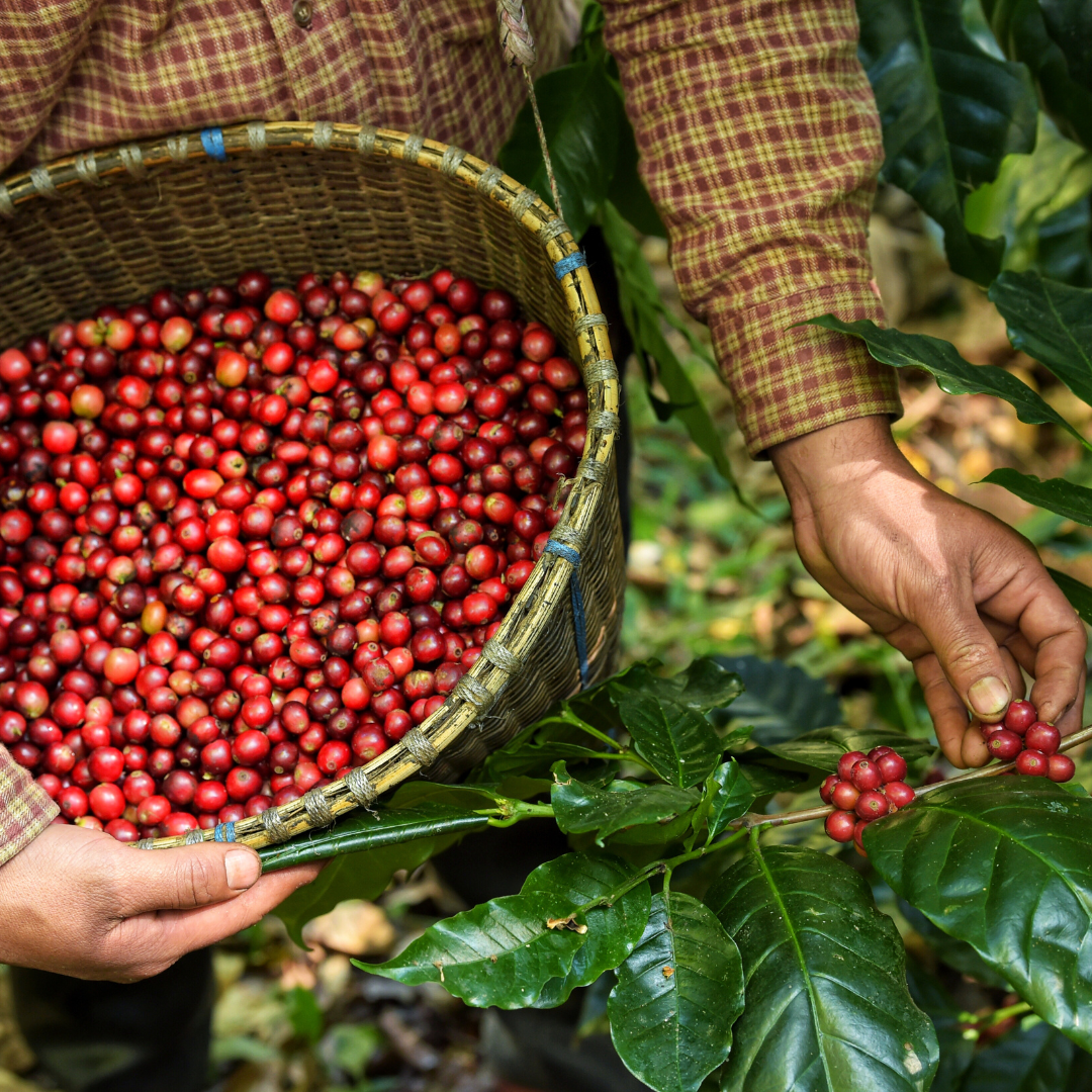 The Reality of Coffee Certifications: Why Some Great Coffee Farms Don’t Have Them