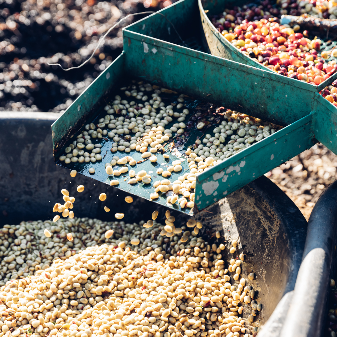 The Difference Between Washed, Natural, and Honey Processed Coffee
