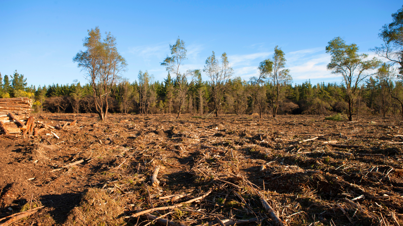 Coffee & Climate Change: What’s Happening to the Coffee Industry?
