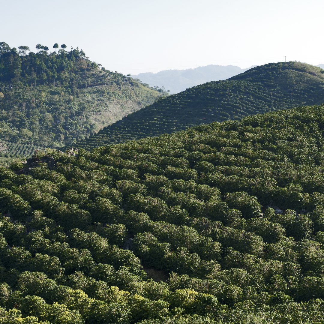 How Altitude Affects Coffee Flavour