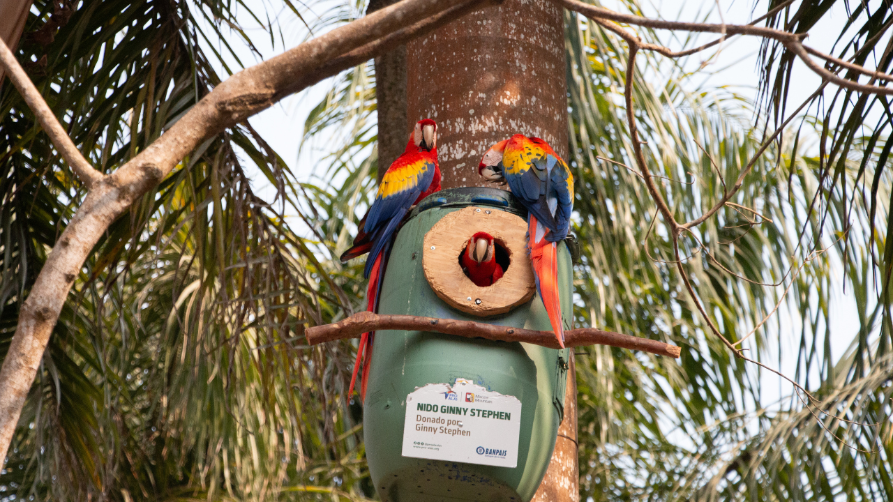 Meet Macaw Mountain: The Bird Sanctuary Changing Lives in Honduras