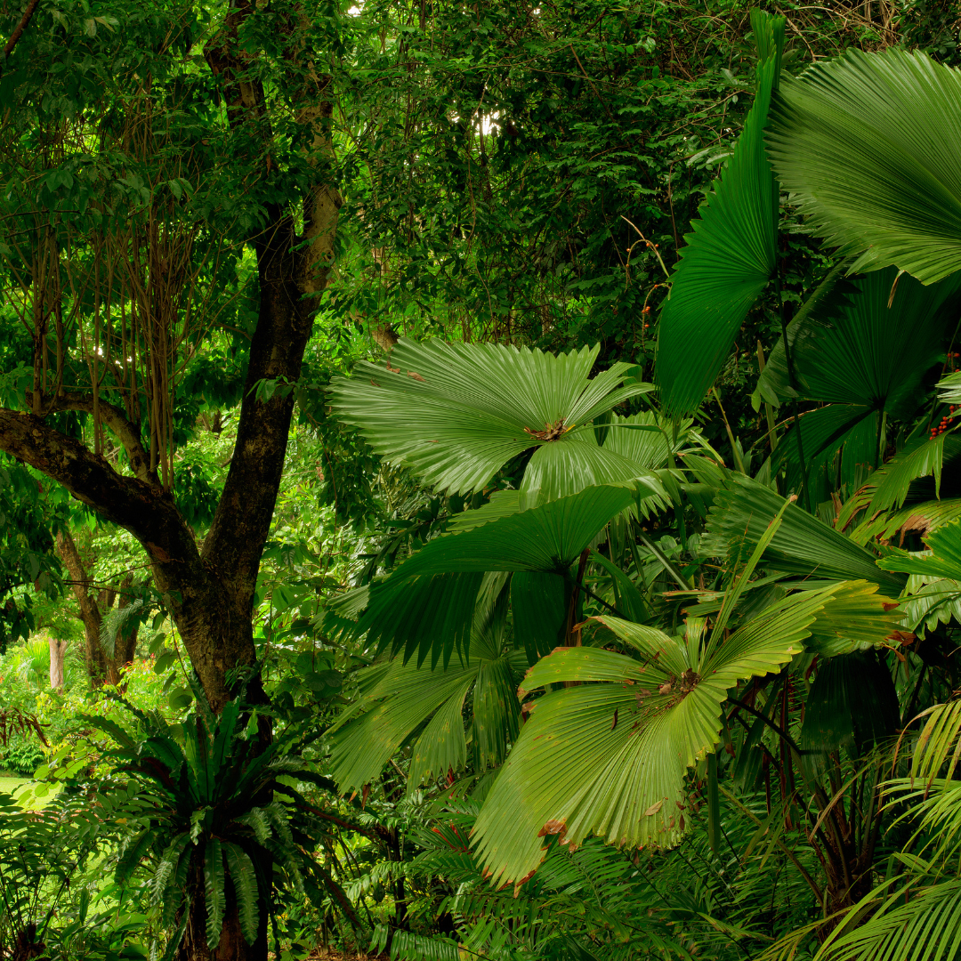 Everything You Need to Know About Shade-Grown Coffee