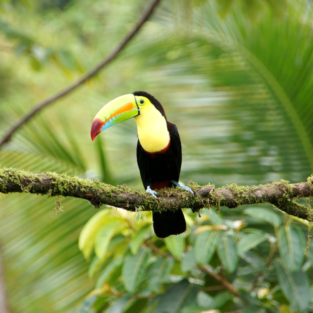 What Does Bird-Friendly Coffee Mean?