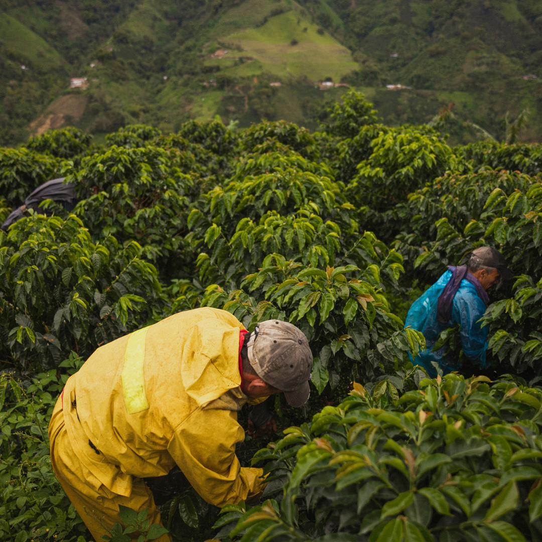 Brewing Trouble: How Climate Change is Driving Up Coffee Prices and Impacting Colombia's Coffee Industry