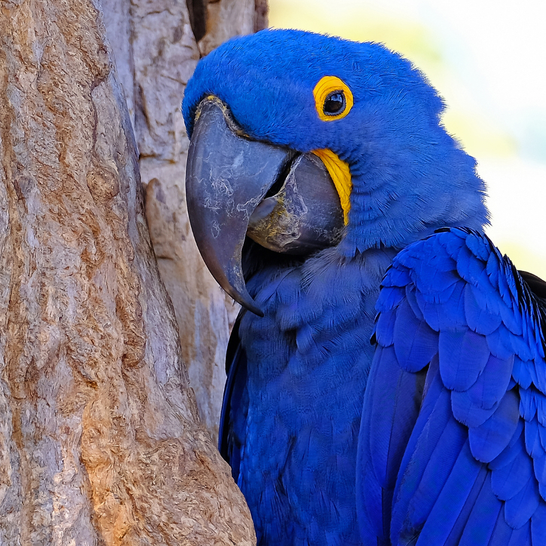 How Coffee Farming Can Help (or Harm) Parrot Populations