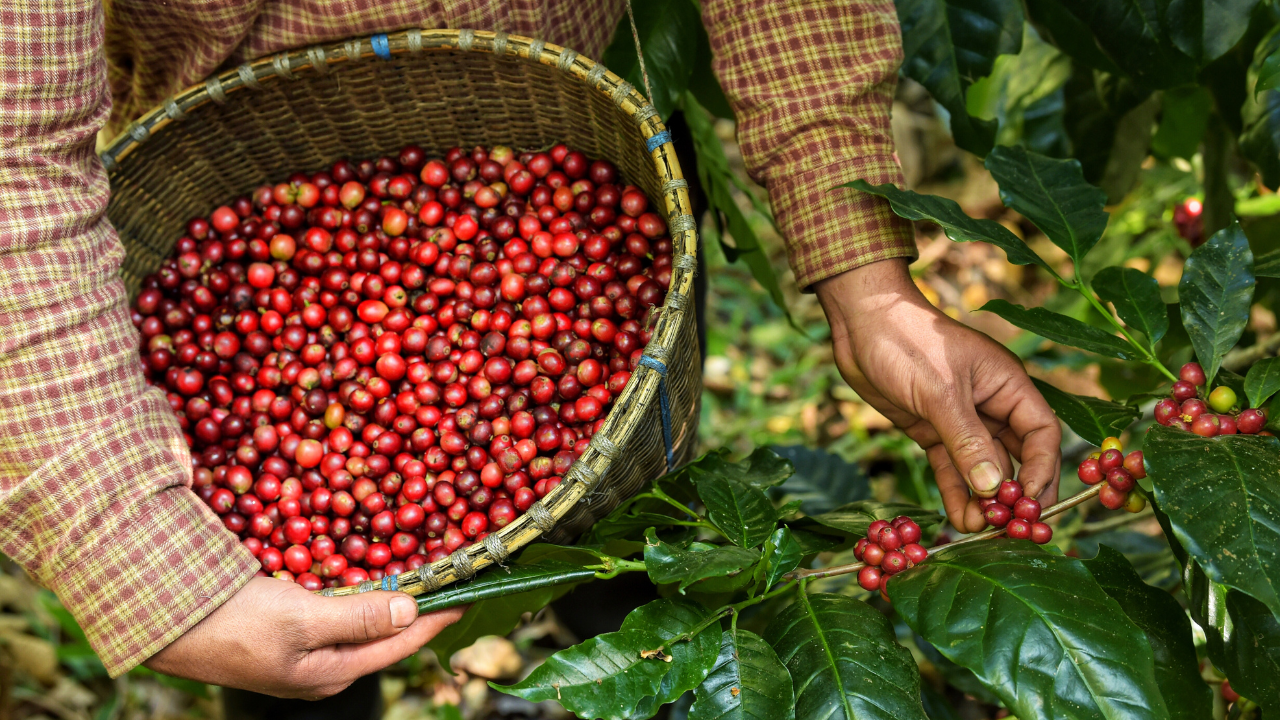 How Organic Coffee is Different (and Does it Really Matter?)