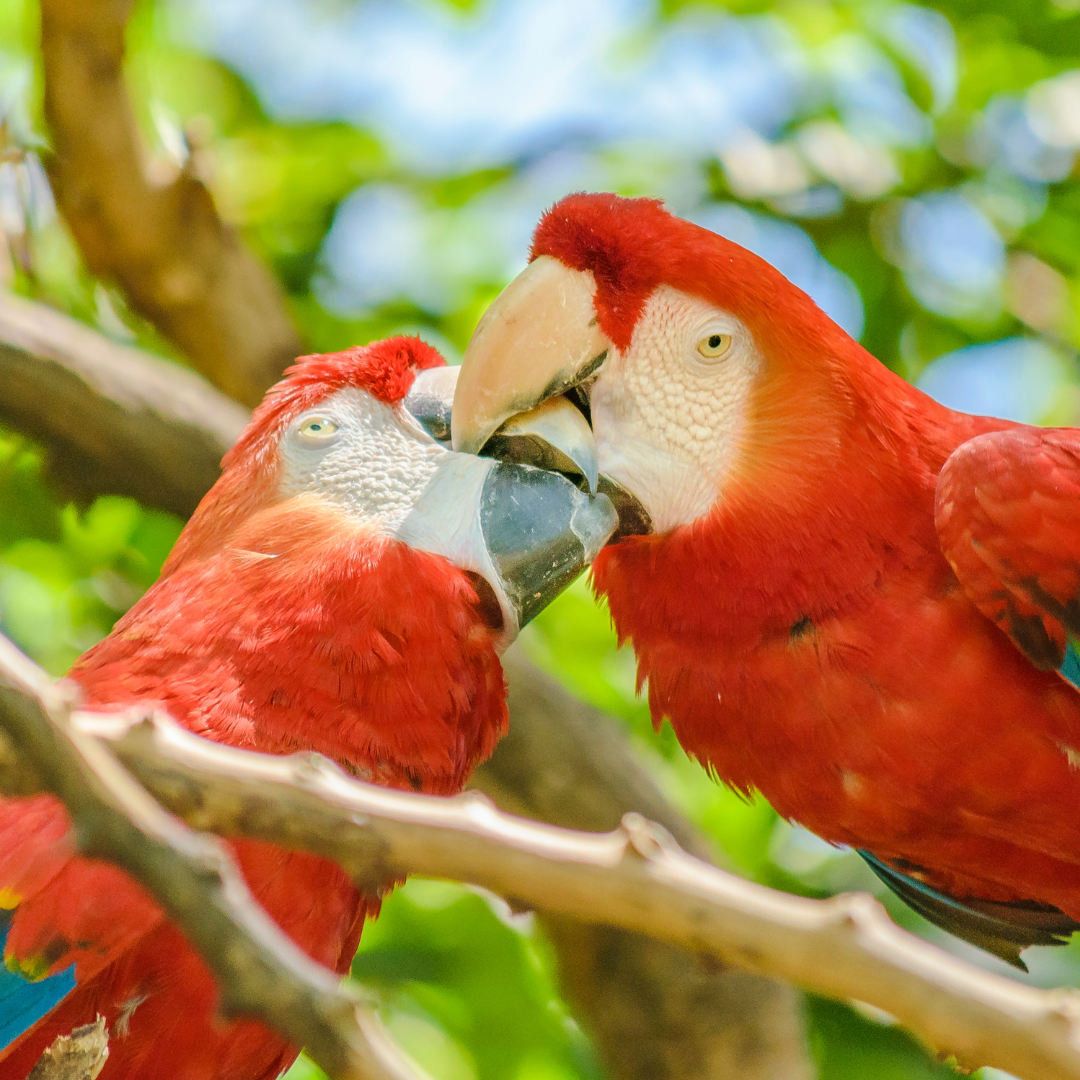 The Effects of Coffee Farming on Rainforests, Parrots, and Their Habitats – and How The Aviary is Making a Difference