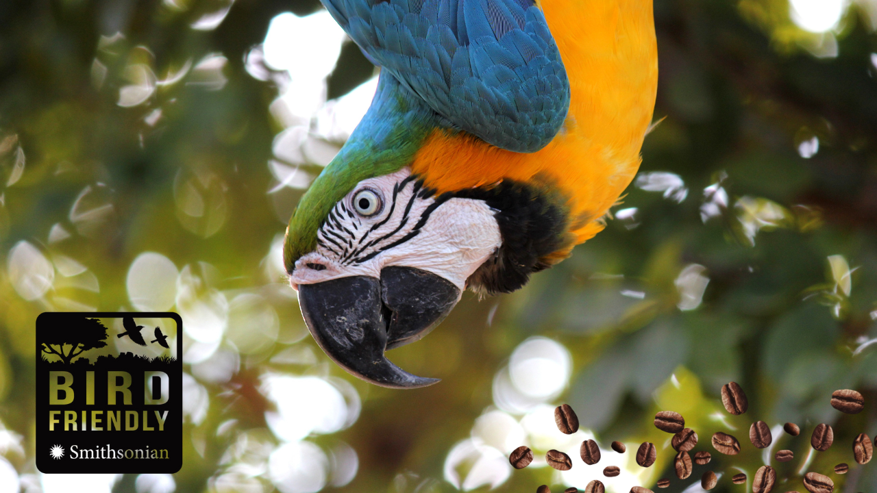Best Bird Friendly Certified Coffee Brands to Try in 2026