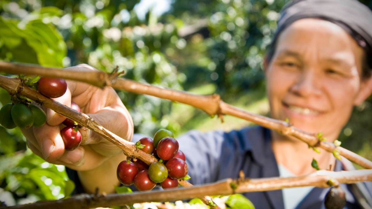 4 Best Fairtrade Coffee Brands to Try in 2026